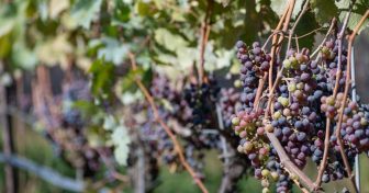 napa-y-sonoma-valley-foto-contenidos-sabor-usa