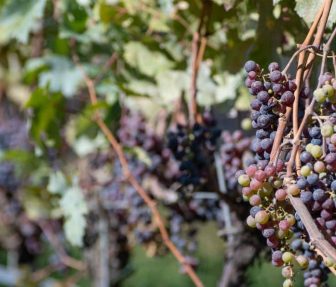 napa-y-sonoma-valley-foto-contenidos-sabor-usa