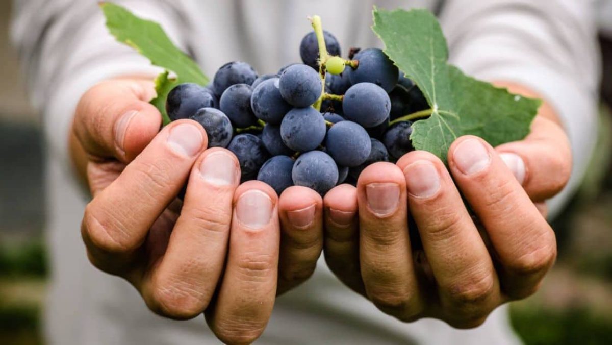 Beneficios de las uvas