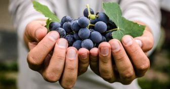 beneficios-de-las-uvas-propiedades-salud-sabor-usa