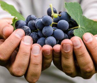 beneficios-de-las-uvas-propiedades-salud-sabor-usa