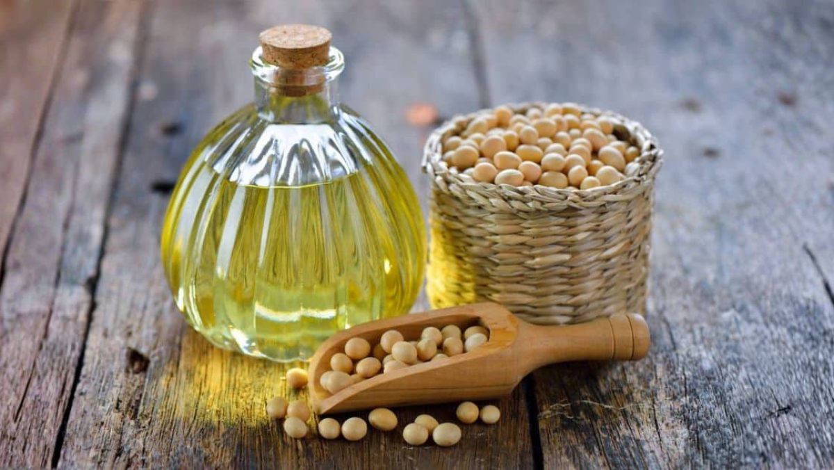 Conociendo sobre la Soya Alto Oleicov