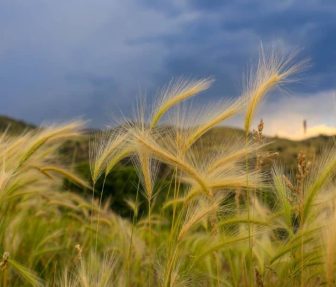 cultivos-del-estado-de-montana-sabor-usa