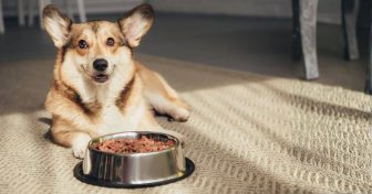 tip-de-nutricion-para-mascotas-pt-2-sabor-usa