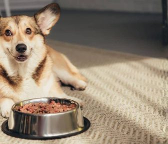 tip-de-nutricion-para-mascotas-pt-2-sabor-usa