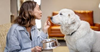 tips-de-nutricion-para-mascotas-sabor-usa