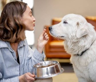 tips-de-nutricion-para-mascotas-sabor-usa