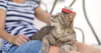 tips-para-cuidar-la-piel-de-tus-mascotas-sabor-usa