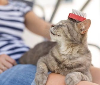 tips-para-cuidar-la-piel-de-tus-mascotas-sabor-usa